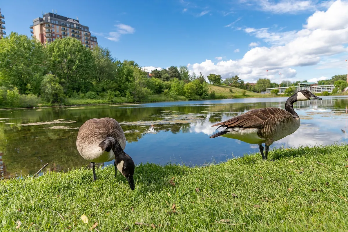geese, bank, lake, pond, canada geese, waterfowls, water birds, aquatic birds, animals, wildlife, nature, angrignon park, park, montreal, canada