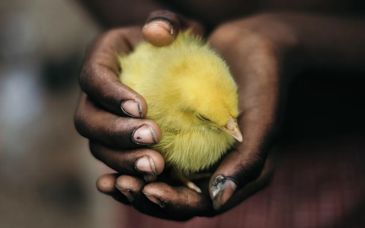 bird, chick, chicken, hands, baby, young, domestic, born, nature, child, animal