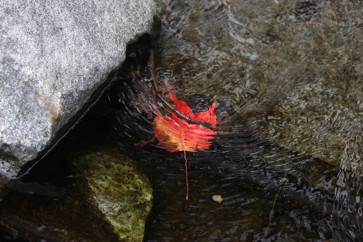 Kanada: Herbstblatt auf Wasser