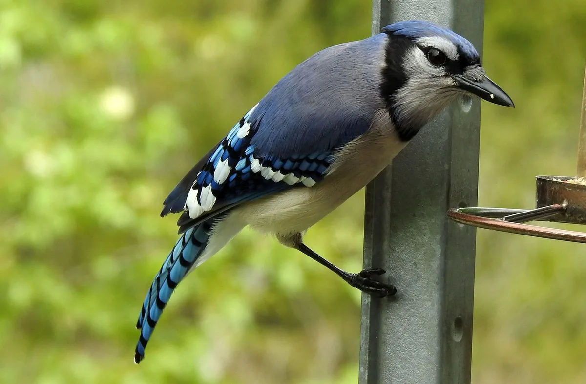 blue jay, cyanocitta cristata, crow family corvidae, provincial bird of pei, songbird, perching bird, moneymore, ontario, canada, blue jay, blue jay, blue jay,