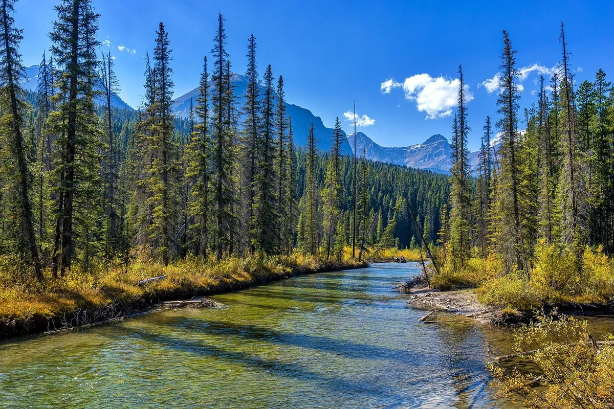jasper national park, river, forest, bank, water, trees, rocky mountains, mountains, scenery, scenic, nature, national park, alberta, canada, west canada, alber