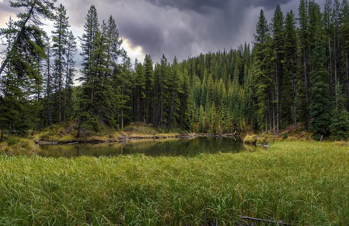 river, trees, forest, bank, grass, woods, landscape, nature, national park, jasper national park, alberta, west canada, canada, alberta, alberta, alberta, alber