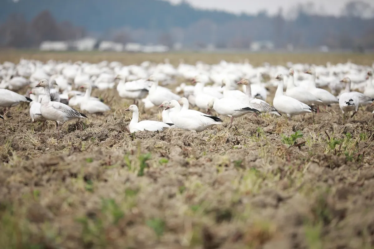 동물, 캐나다 까마귀, 자연, 사회