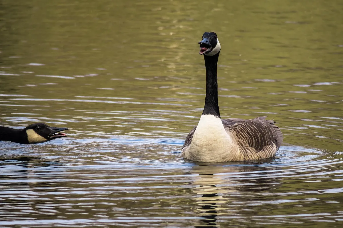 canada goose, excited, chatter, rant, worried, goose, defend, threaten, threatening gesture, emotion, canada goose, canada goose, canada goose, canada goose, ca