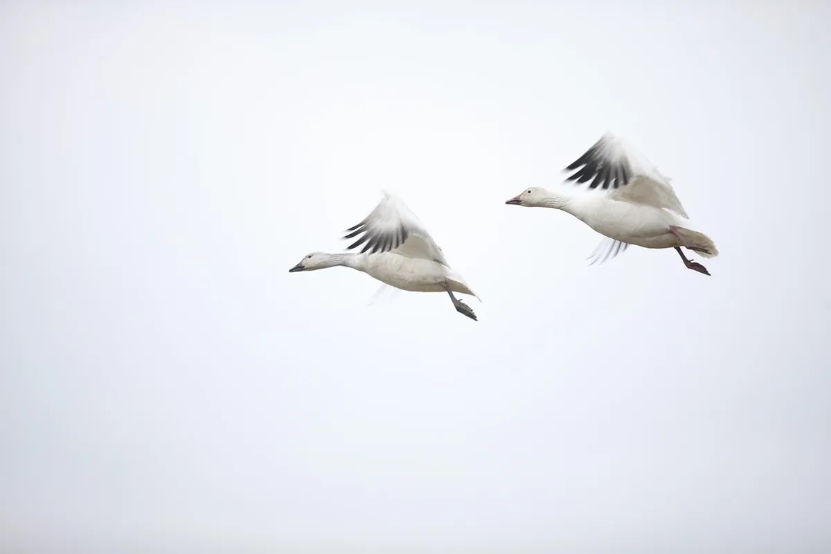 fly, canada goose, affection, always, fly, fly, canada goose, canada goose, canada goose, canada goose, canada goose, always, always, always